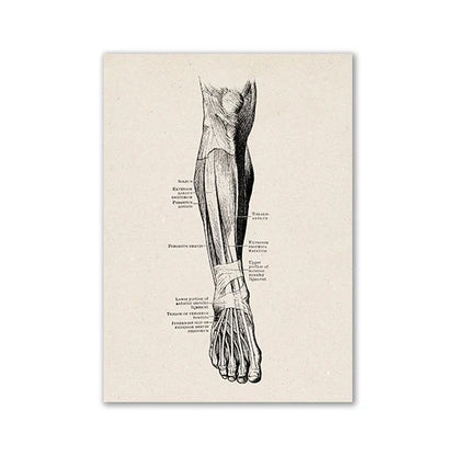 Vintage Human Anatomy Canvas Art Print