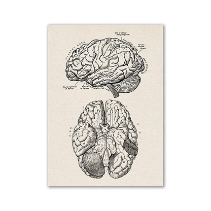 Vintage Human Anatomy Canvas Art Print