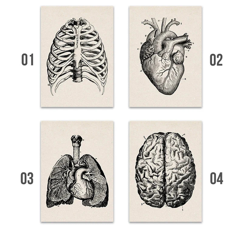 Vintage Human Anatomy Canvas Art Print