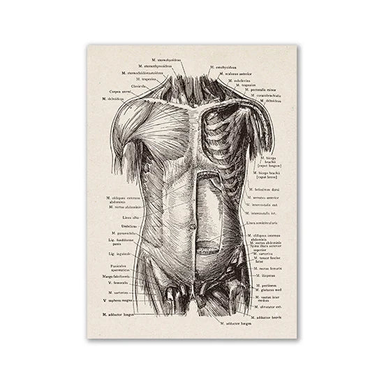 Vintage Human Anatomy Canvas Art Print