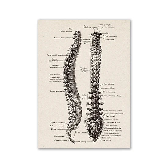Vintage Human Anatomy Canvas Art Print