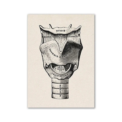 Vintage Human Anatomy Canvas Art Print