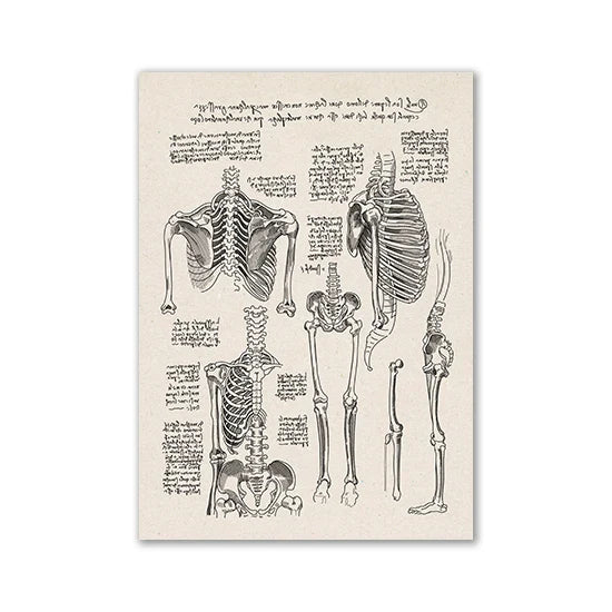 Vintage Human Anatomy Canvas Art Print