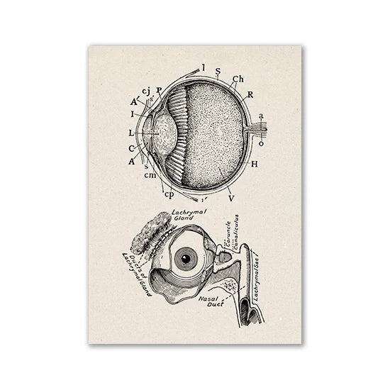 Vintage Human Anatomy Canvas Art Print