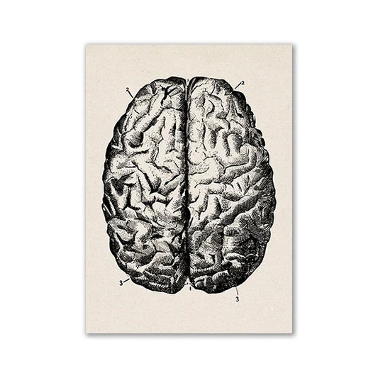 Vintage Human Anatomy Canvas Print - 04 / 20x25cm No Frame / CHINA