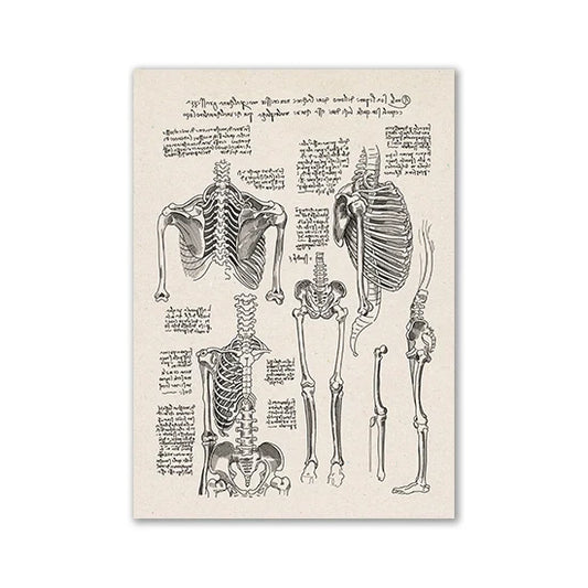 Vintage Human Anatomy Canvas Print - 14 / 13x18cm No Frame / CHINA