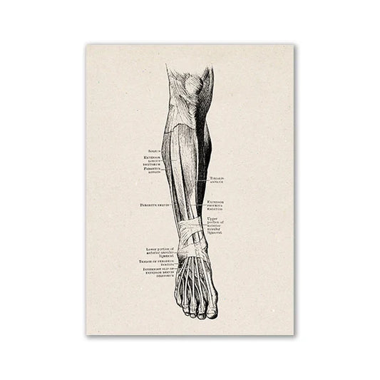 Vintage Human Anatomy Canvas Print - 16 / 13x18cm No Frame / CHINA