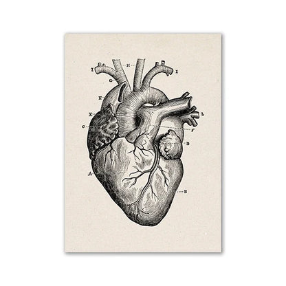 Vintage Human Anatomy Canvas Print