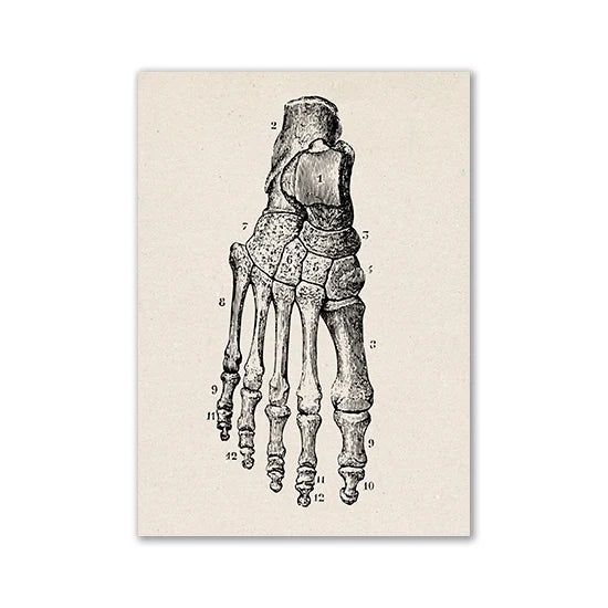 Vintage Human Anatomy Canvas Print