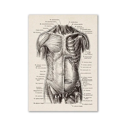 Vintage Human Anatomy Canvas Print