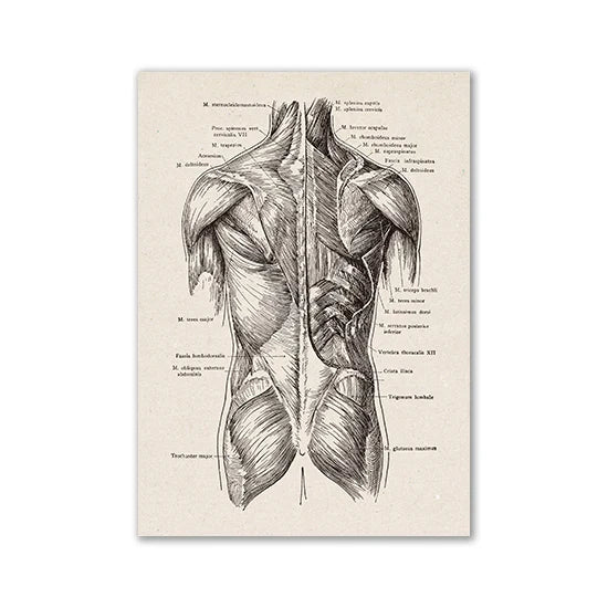 Vintage Human Anatomy Canvas Print