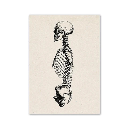 Vintage Human Anatomy Canvas Print