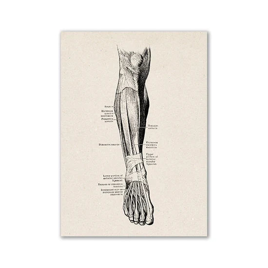 Vintage Human Anatomy Canvas Print