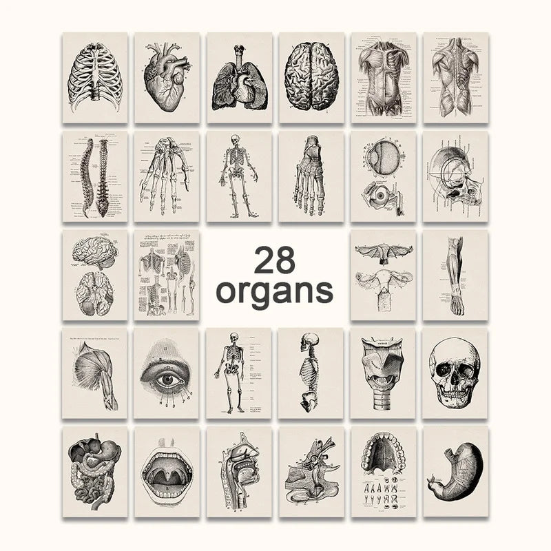 Vintage Human Anatomy Canvas Print