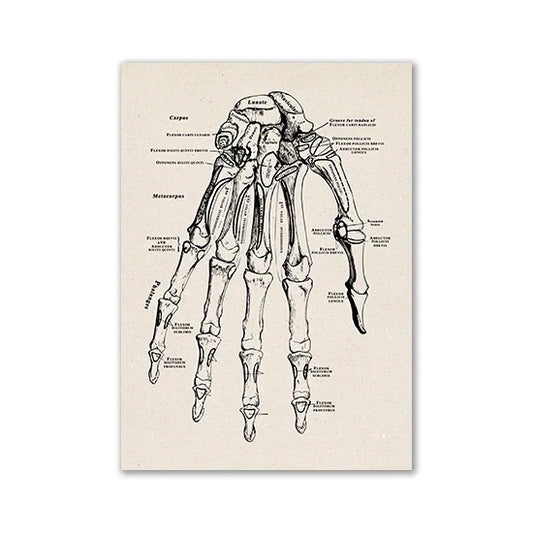 Vintage Human Anatomy Canvas Wall Art - 08 / 13x18cm No Frame / CHINA