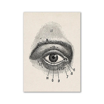 Vintage Human Anatomy Canvas Wall Art