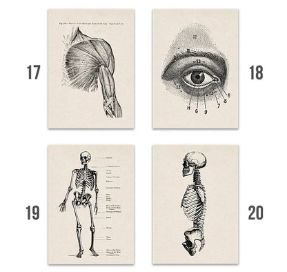 Vintage Human Anatomy Canvas Wall Art