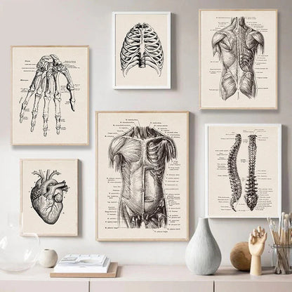 Vintage Human Anatomy Canvas Wall Art