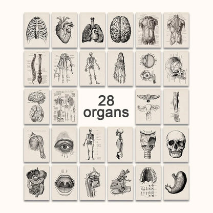 Vintage Human Anatomy Canvas Wall Art