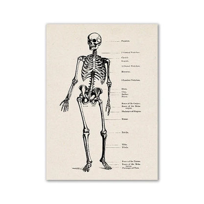 Vintage Human Anatomy Canvas Wall Art
