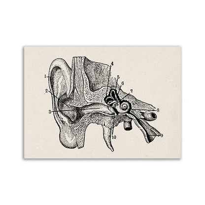 Vintage Human Anatomy Canvas Wall Art