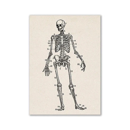 Vintage Human Anatomy Canvas Wall Art