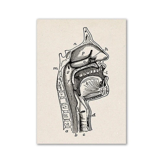 Vintage Medical Anatomy Wall Print - 25 / 13x18cm No Frame / CHINA